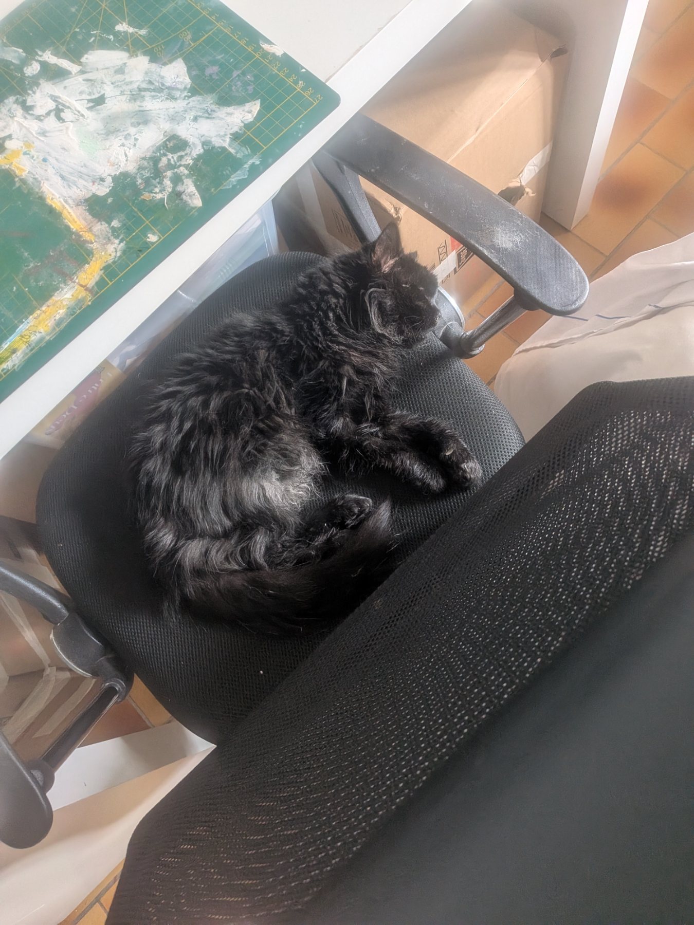 Minouche · animal recherché sur Retrouvia