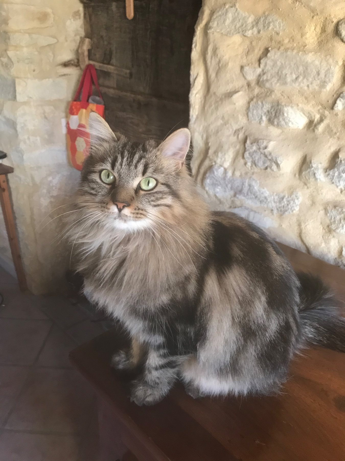 Chloe · animal recherché sur Retrouvia