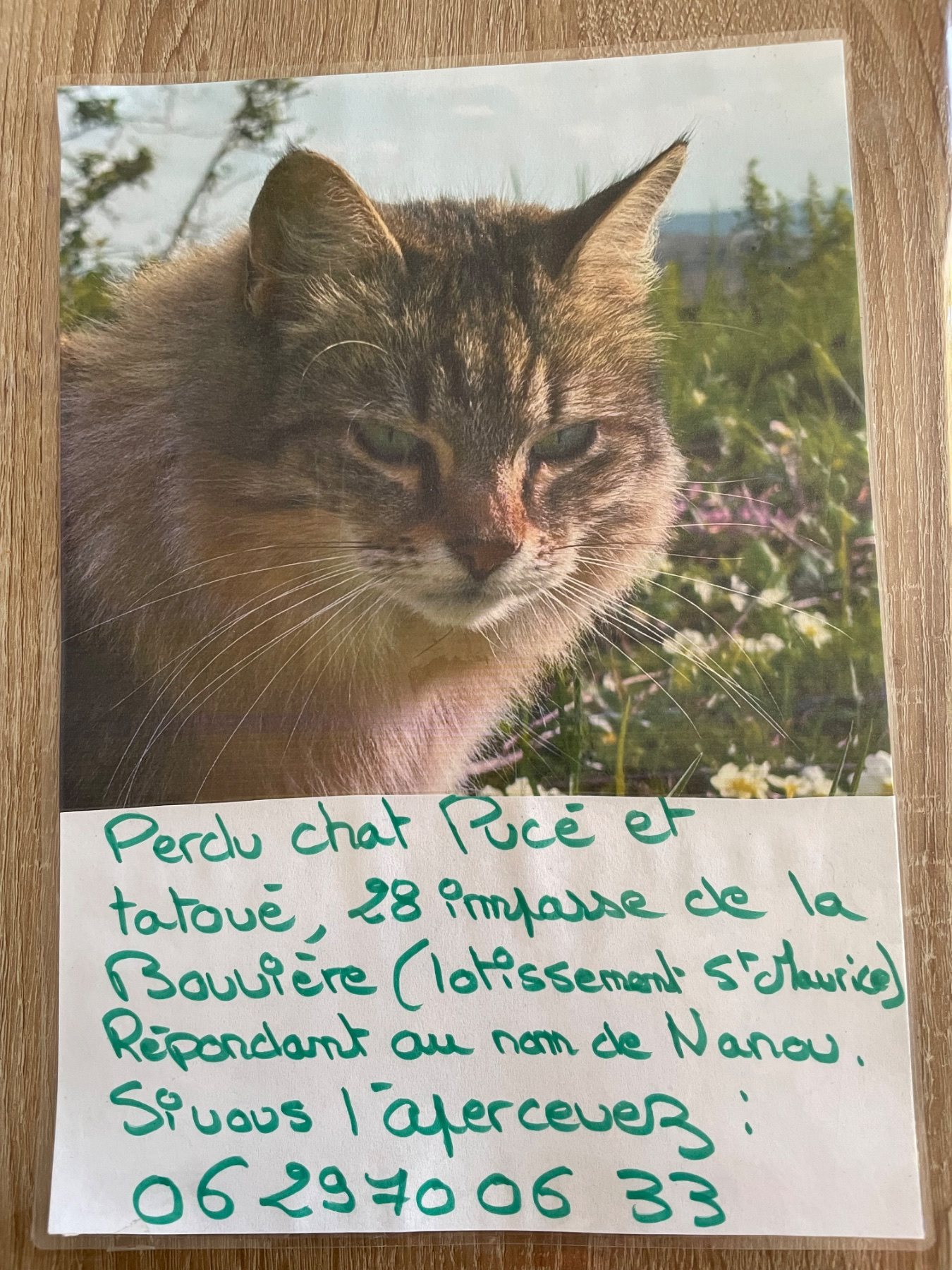 Milo mais souvent appelé nanou · animal recherché sur Retrouvia
