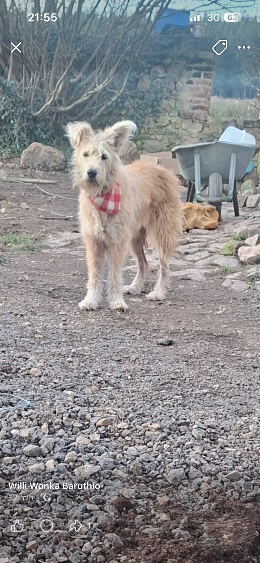 Lucile · animal recherché sur Retrouvia