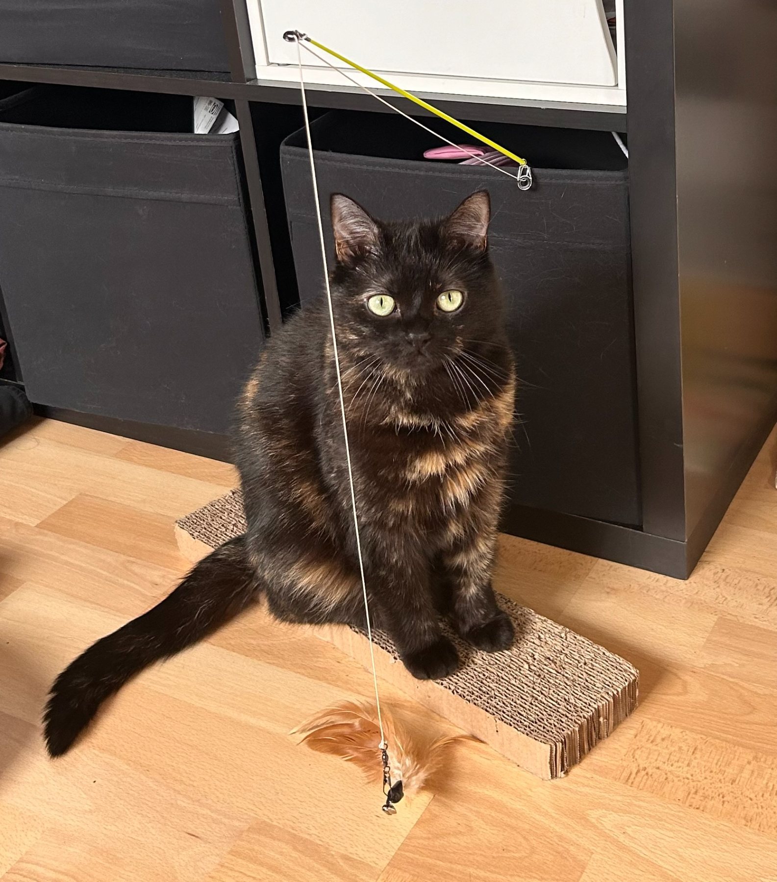 SHELBY · animal recherché sur Retrouvia