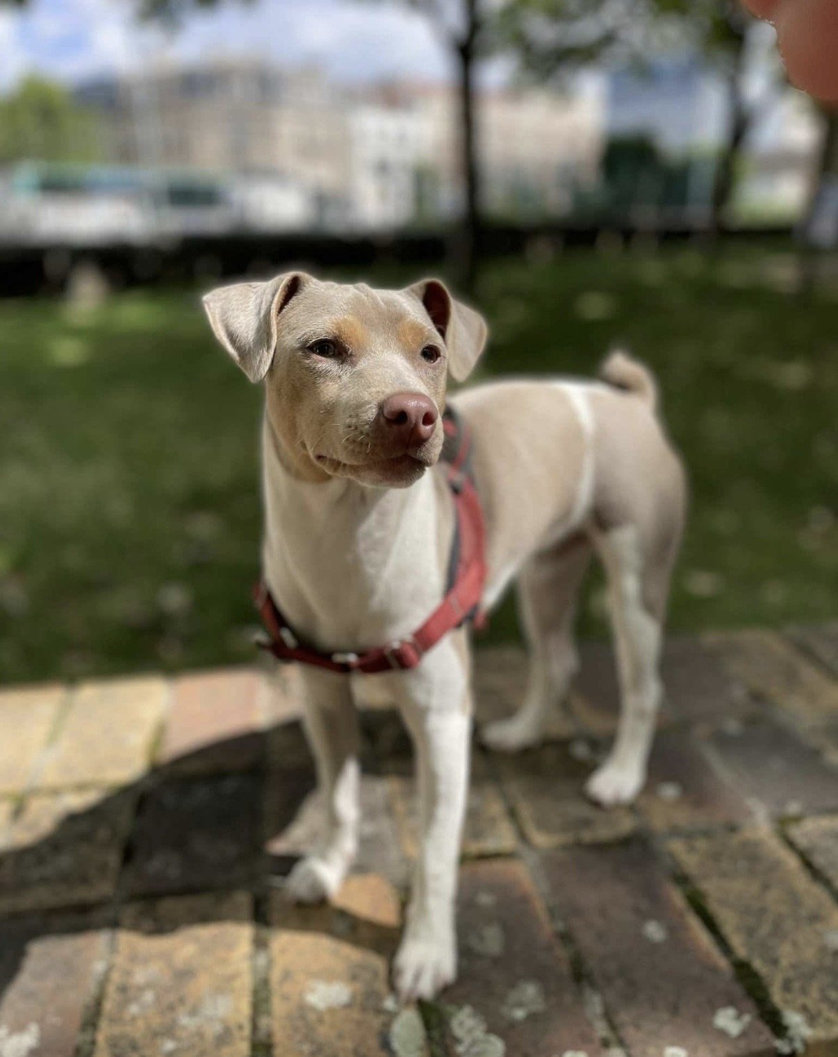 VOYOU · animal recherché sur Retrouvia