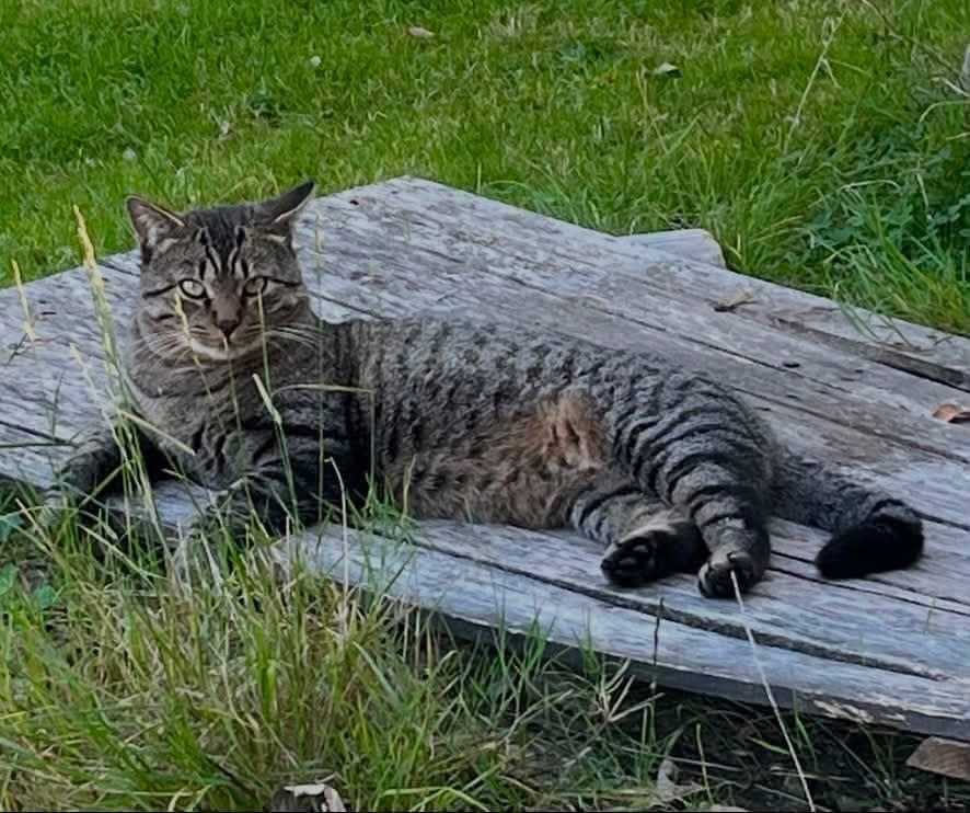 Minou · animal recherché sur Retrouvia