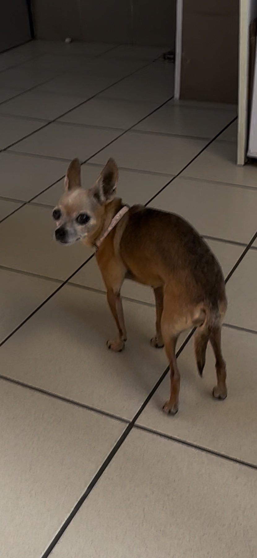 Loupette · animal recherché sur Retrouvia