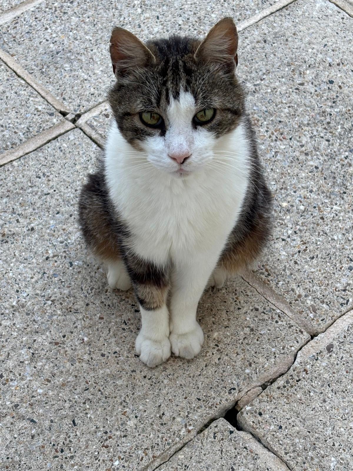 Loulou · animal recherché sur Retrouvia