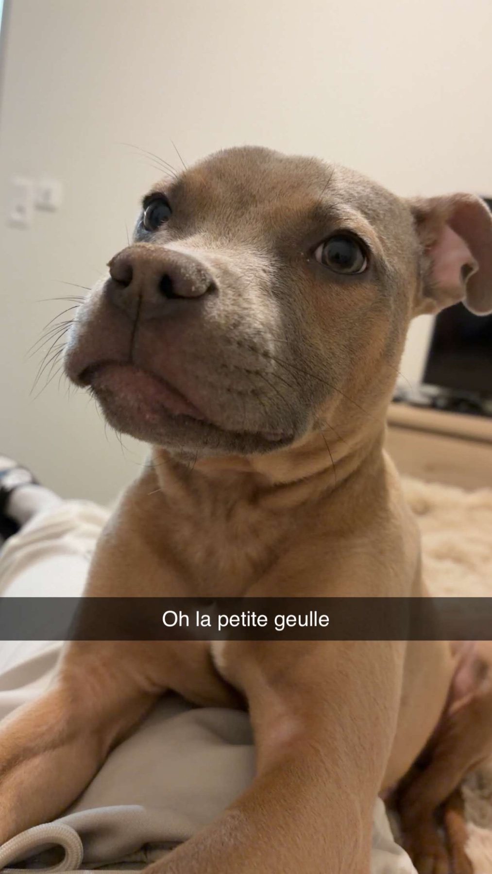 Arcko · animal recherché sur Retrouvia