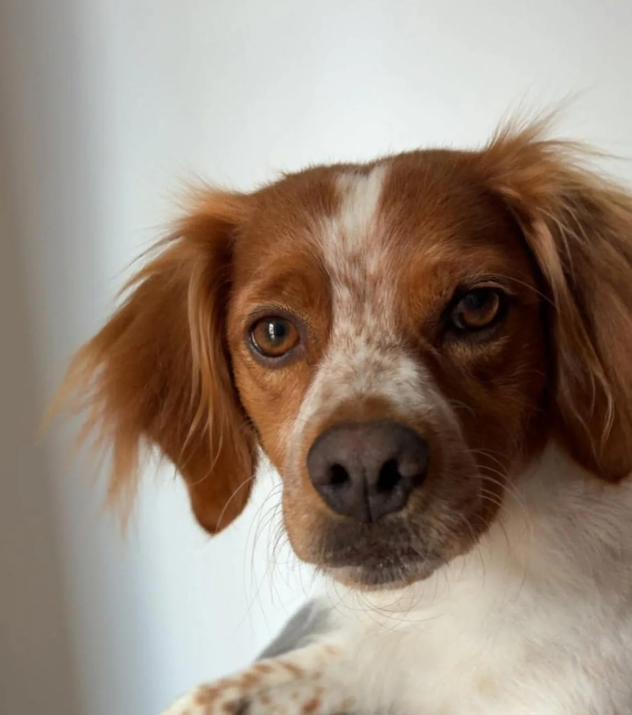 Yena · animal recherché sur Retrouvia