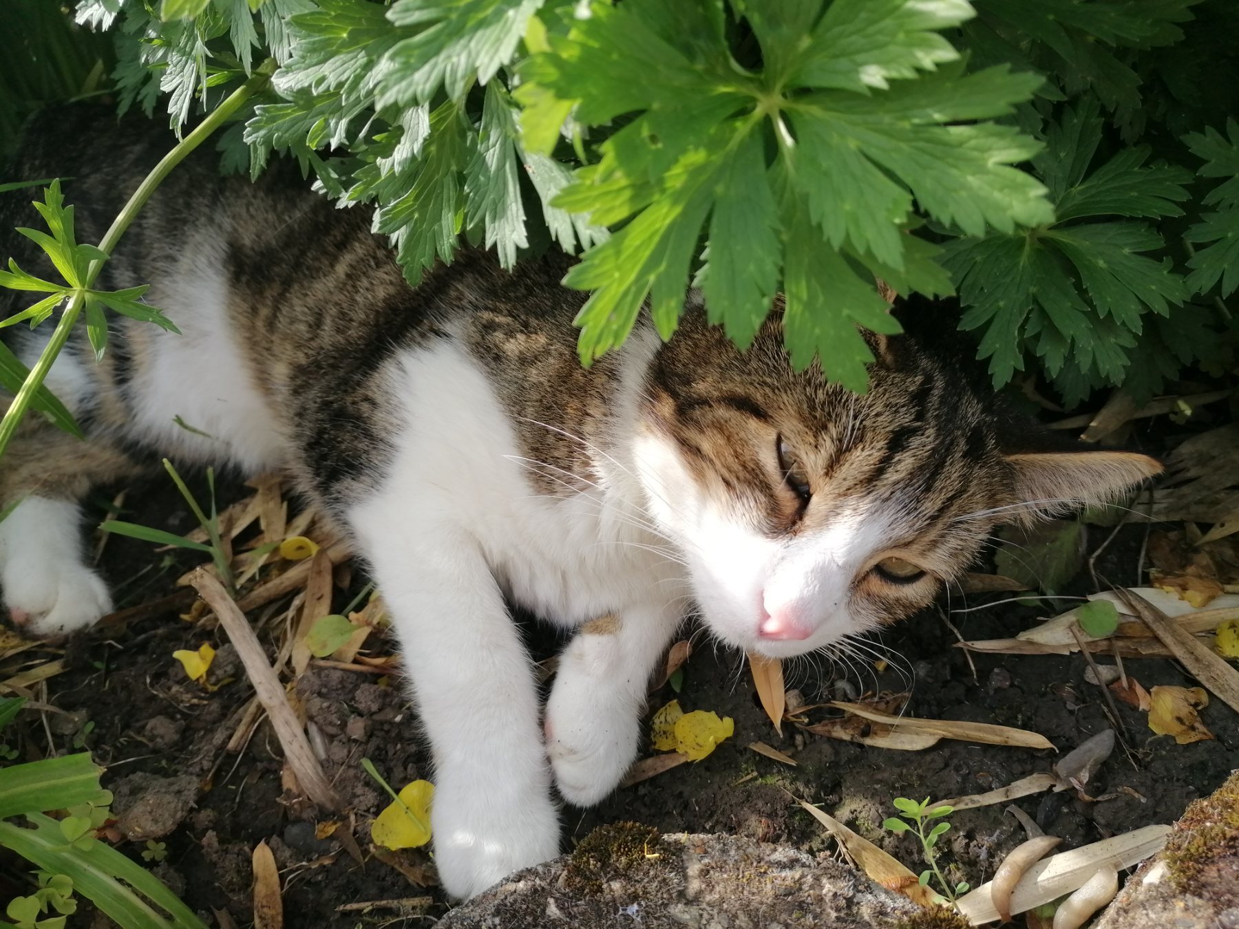 Felix · animal recherché sur Retrouvia
