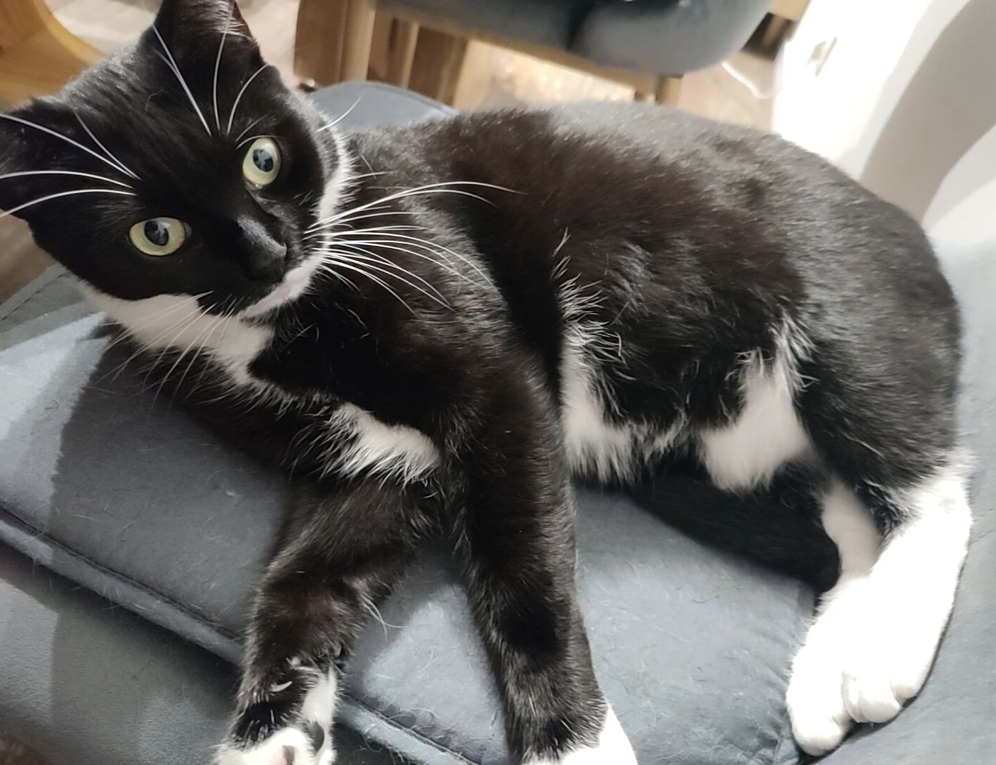 Minette · animal recherché sur Retrouvia
