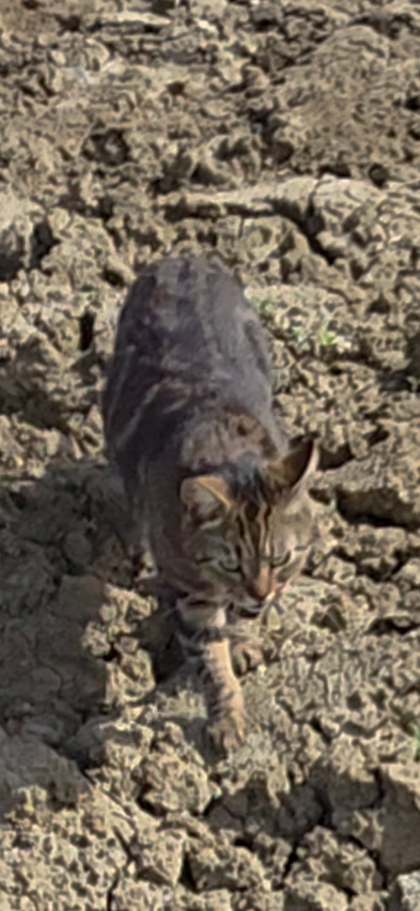 Mya · animal recherché sur Retrouvia