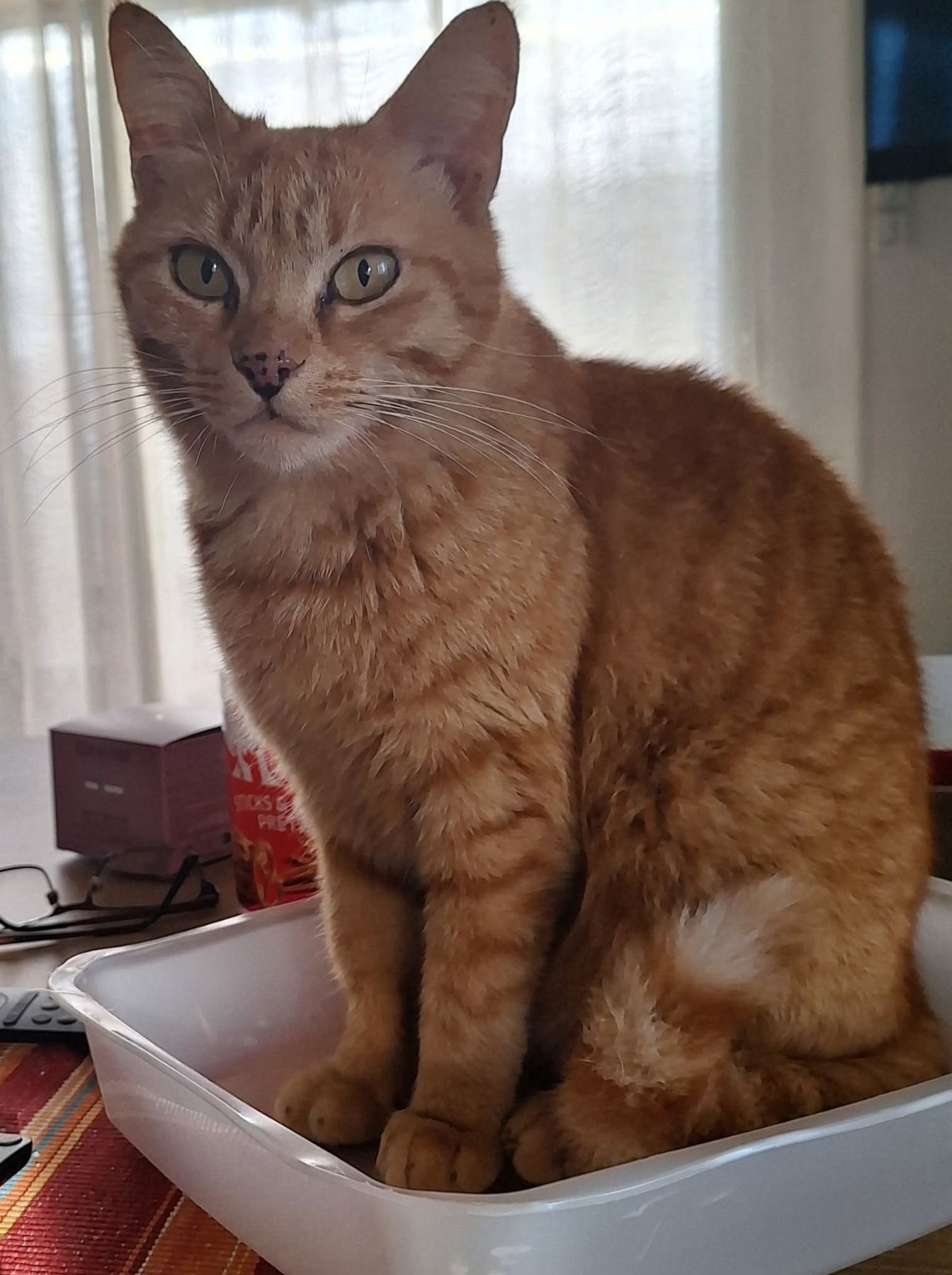 Milie · animal recherché sur Retrouvia