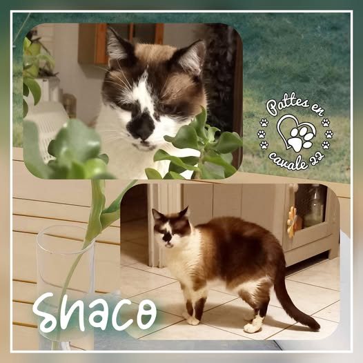 Shaco · animal recherché sur Retrouvia