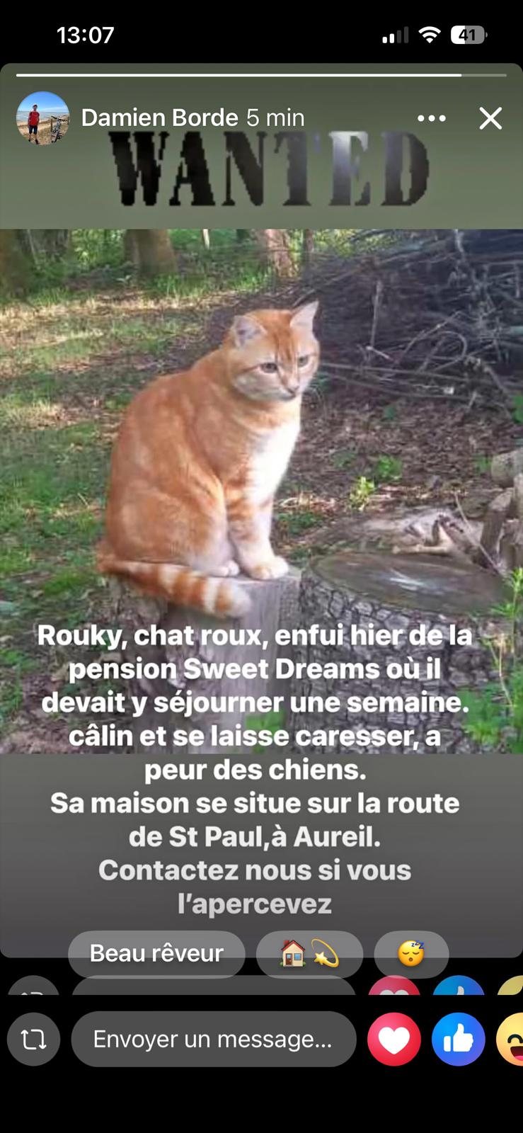 Rouky · animal recherché sur Retrouvia