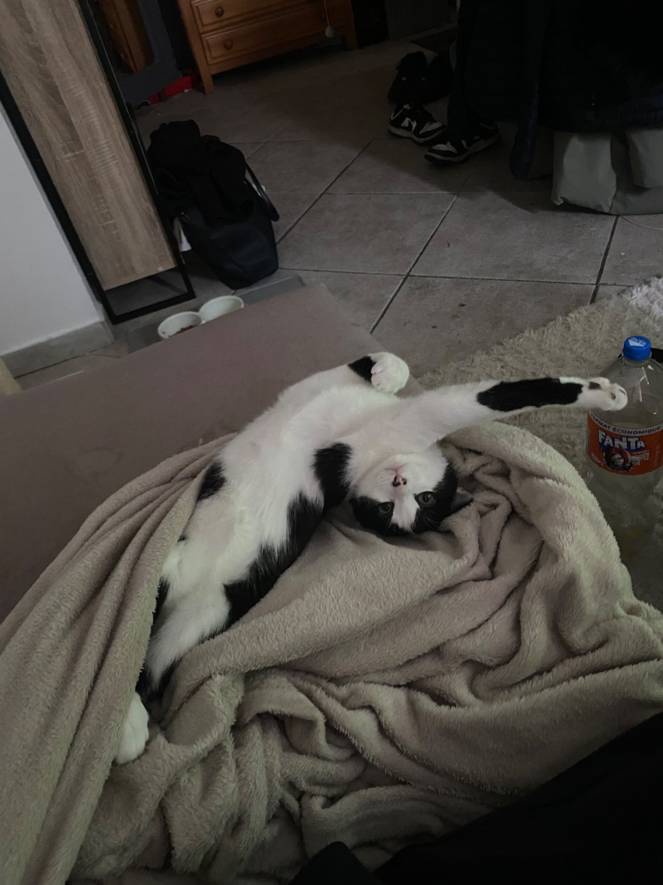 Zarzis · animal recherché sur Retrouvia