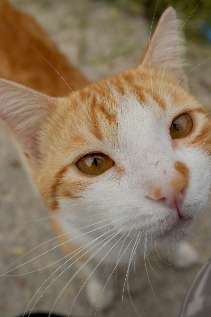 Portrait d’un chat roux et blanc