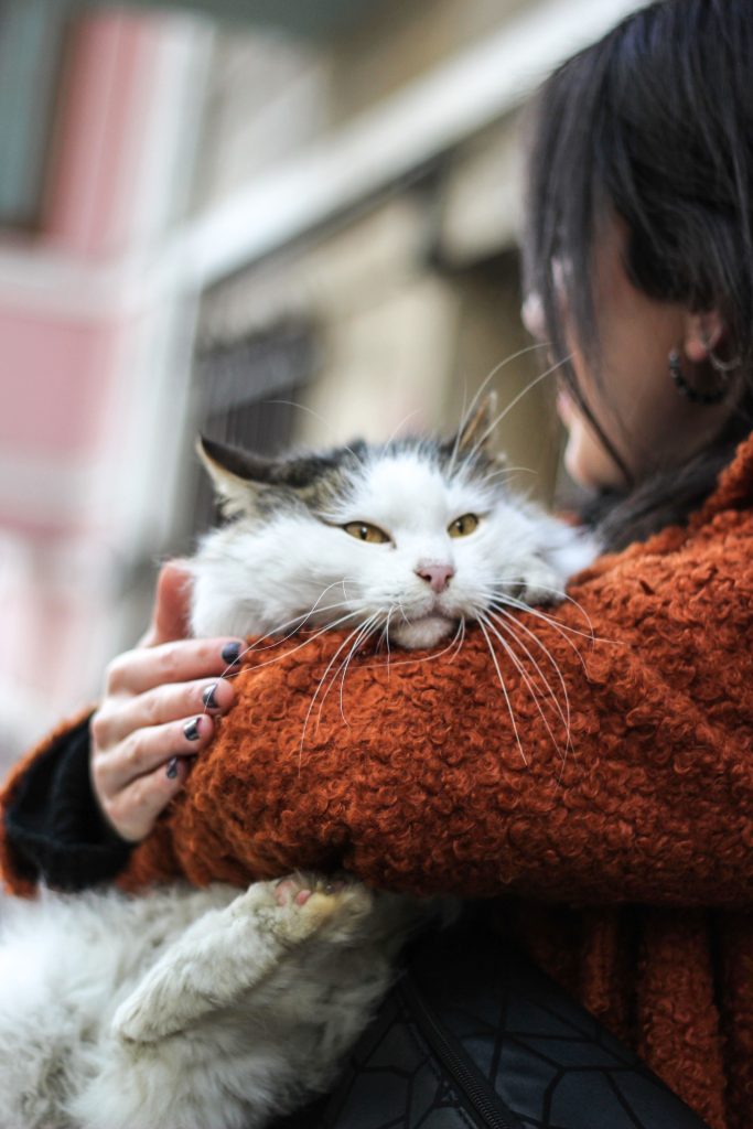 Une personne tient un chat blanc dans ses bras