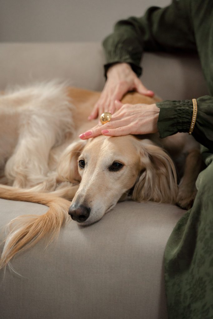 Un chien reçoit des caresses